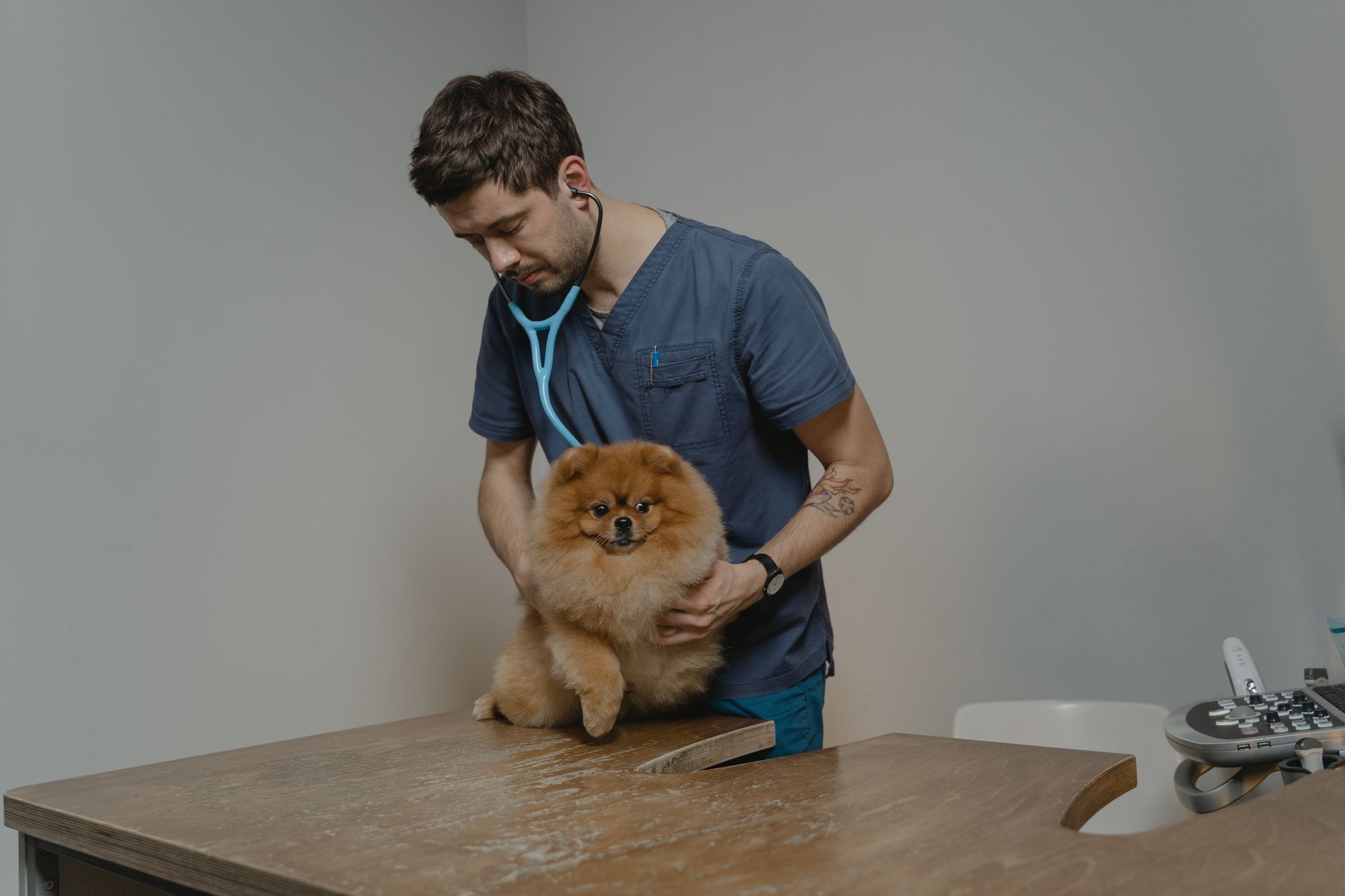 Veterinario revisando a una mascota en una clinica